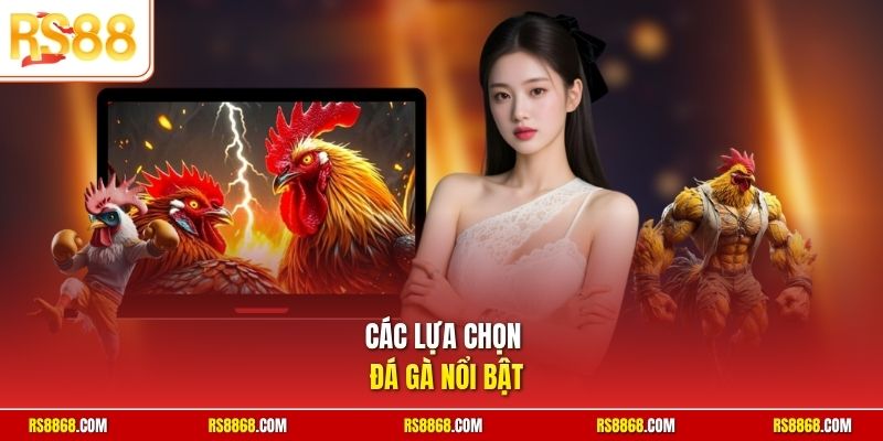 Các lựa chọn đá gà nổi bật