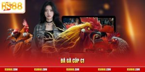 Đá gà cúp C1