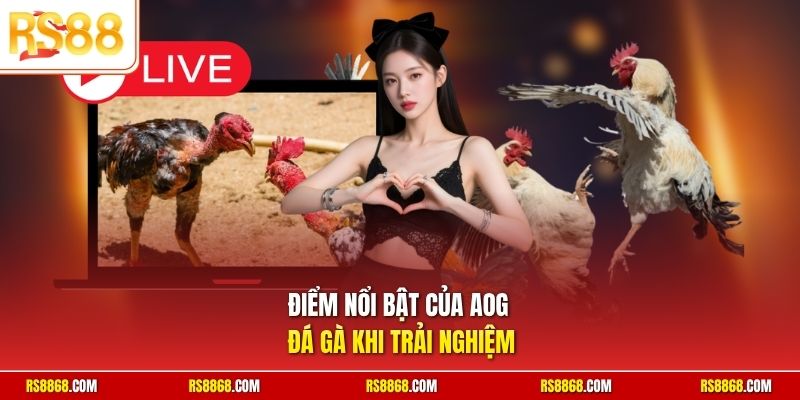 Điểm nổi bật của AOG Đá gà khi trải nghiệm