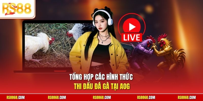Tổng hợp các hình thức thi đấu đá gà tại AOG